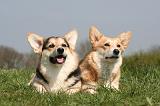 CORGI PEMBROKE 1263